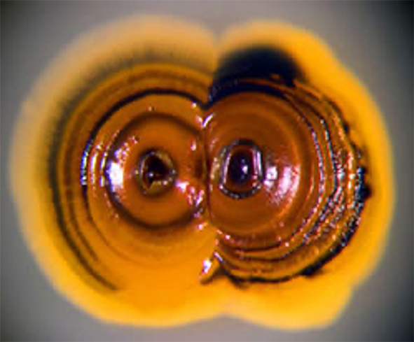 Pilz