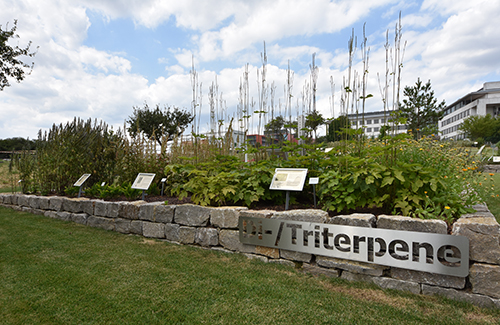 Di triterpene