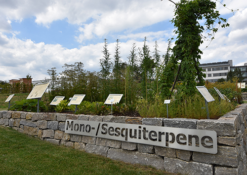 Monosesquiterpene