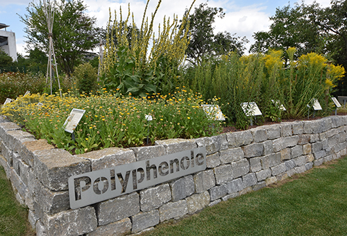 Polyphenole