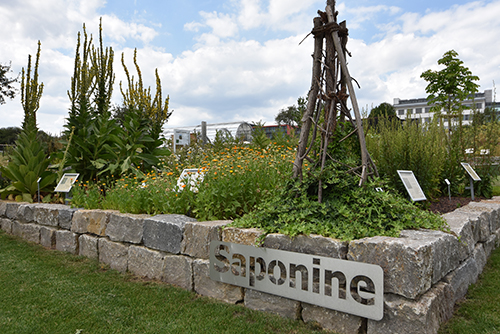 Saponine